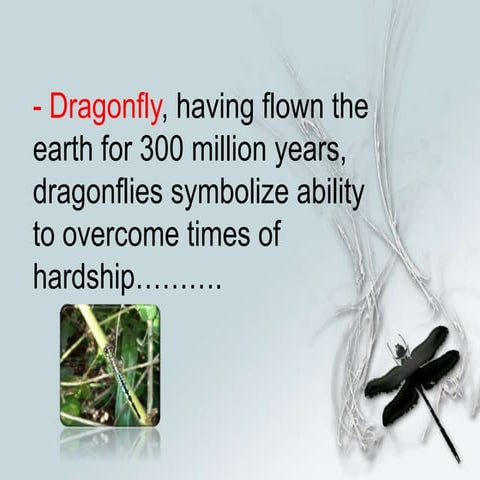 Dragonflies and damsenflies in Anawilundawa Ramsar wetland - Sri lanka ...