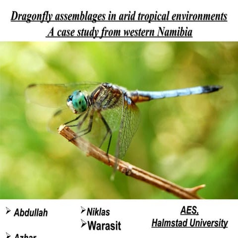 A swift dragonfly dancing over sunlit waters below | PPT
