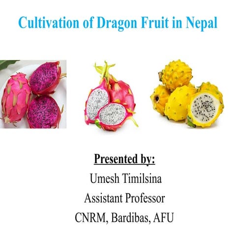 Dragon_Fruit_Cultivation_in Nepal ppt.pptx