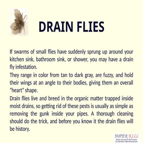 Drain Flies infestations, identification | PPTX