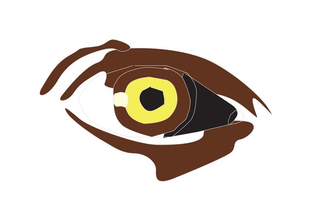 Drawing eye in_stages_exercise