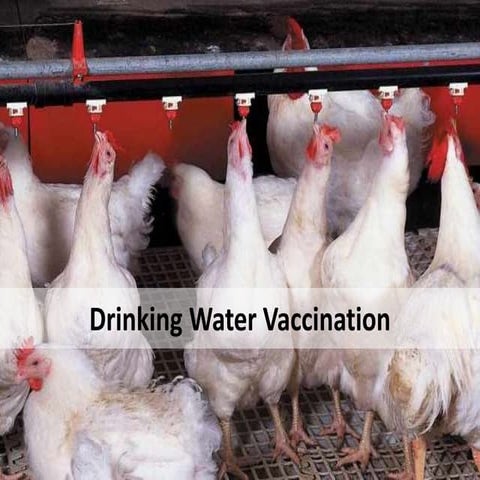 Poultry drinking water vaccination