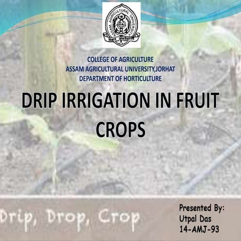 Drip irrigation in fruits