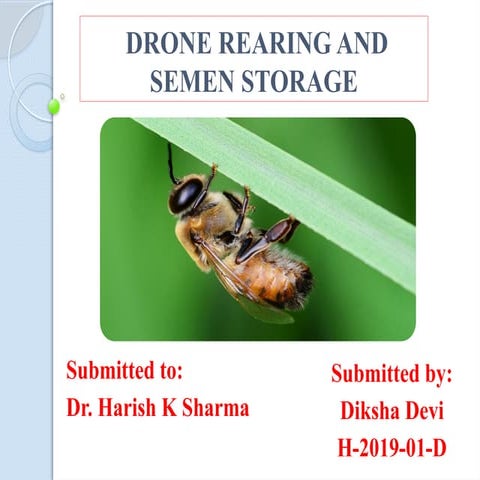 instrumental insemination in honeybee.pptx