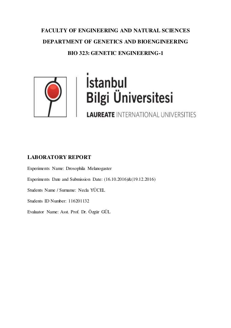 Drosophila Laboratory Report 1