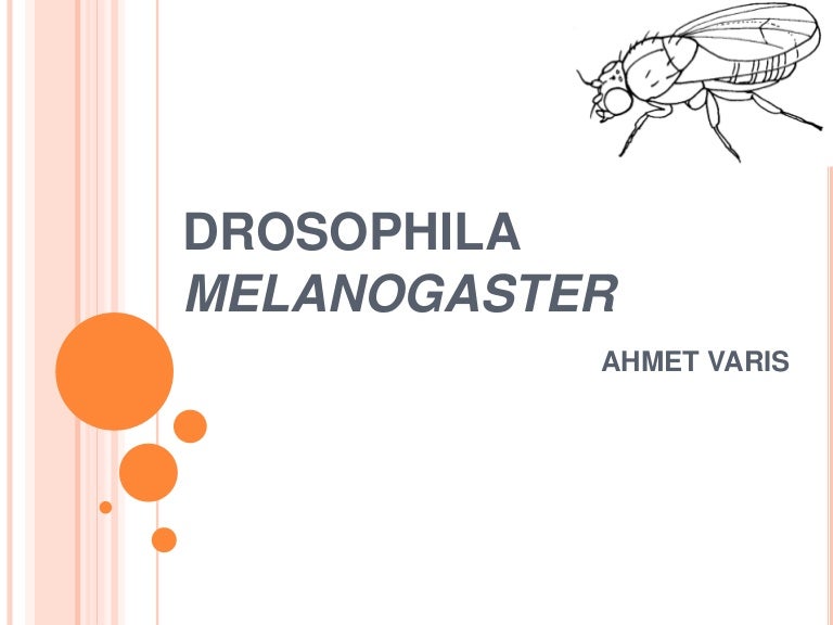 Drosophila melanogaster (genome analysis)
