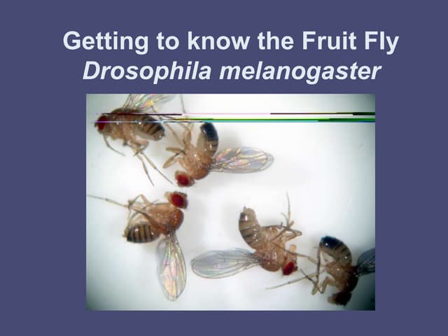LAB REPORT DROSOPHILA MELANOGASTER | DOC