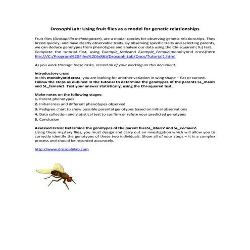Drosophi lab genetics