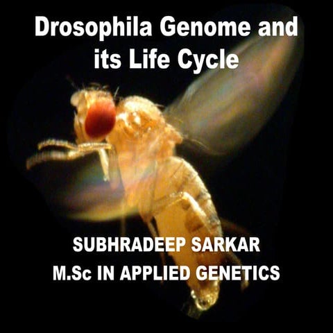Drosophila Melanogaster  Genome And its developmental process