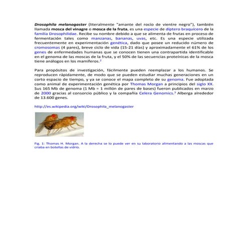 Drosophila melanogaster | PPT