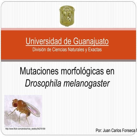 Mutaciones morfológicas en Drosophila melanogaster | PPTX