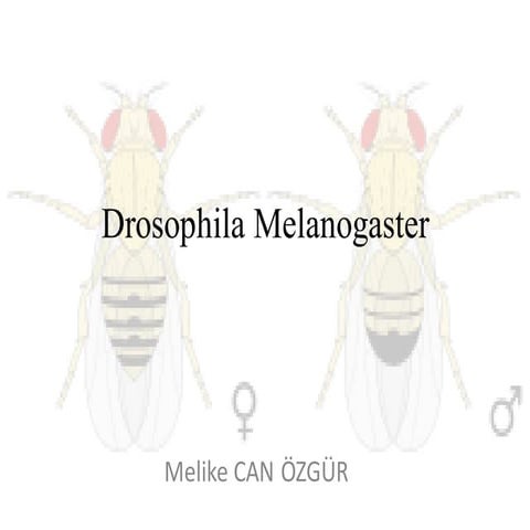 Fruit Fly Genetics lab report | DOCX