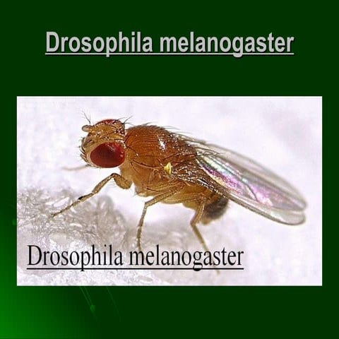 Drosophila melanogaster | PPT