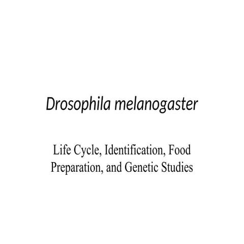 Drosophila_melanogaster_Presentation.ppt