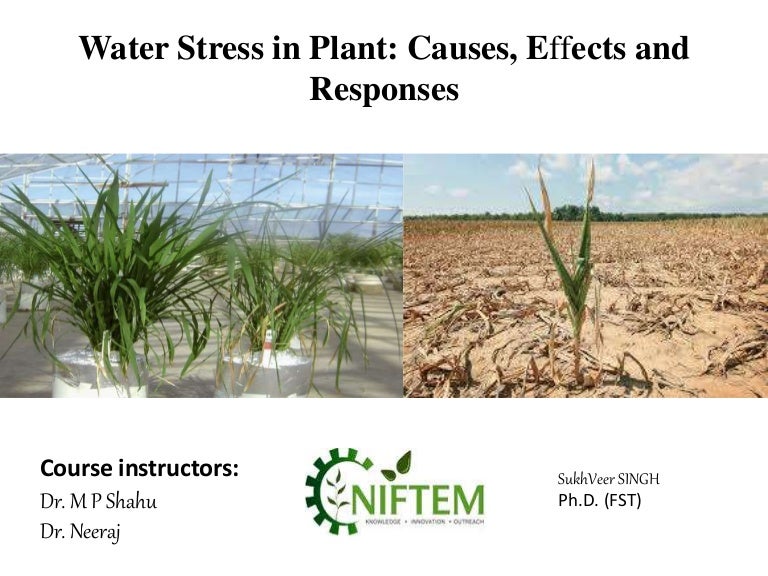Water Stress in Plant Causes, Effects and Responses