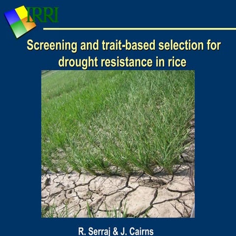 R. serraj. Screening and trait based selection for drought resistance ...