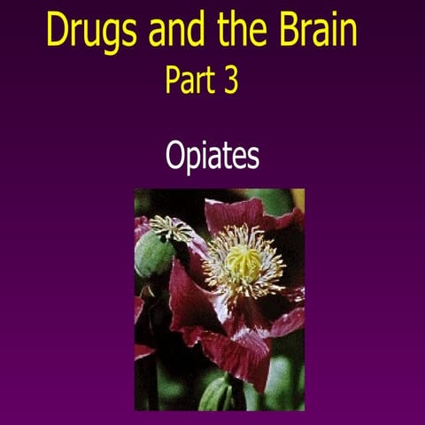 Opiates Shocking Secret What They Share With Your Brain - x47c77q