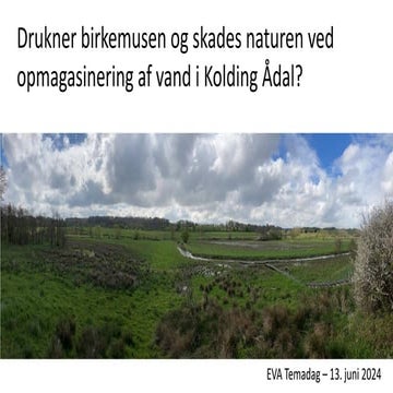 Drukner-birkemusen-og-skades-naturen-ved-opmagasinering-af-vand-i-Kolding-Åda...