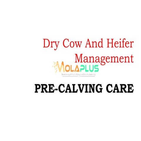Dry cow and heifer management