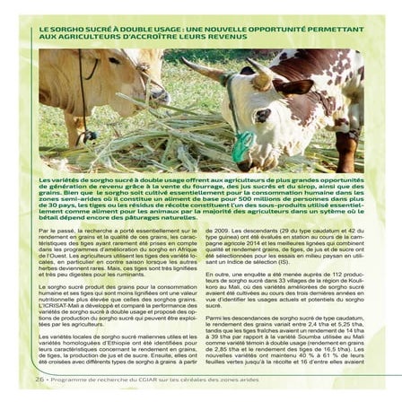 Dual-purpose sweet sorghum, a new option for farmers to increase their income...