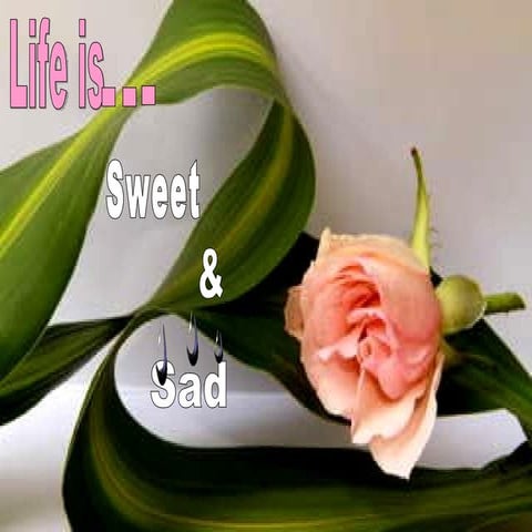 Live is Sweet & Sad | PPS