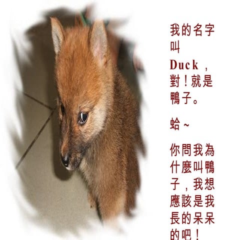 Duck初登場