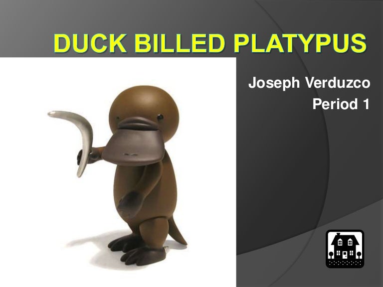 Duck Billed Platypus Duck Billed Platypus