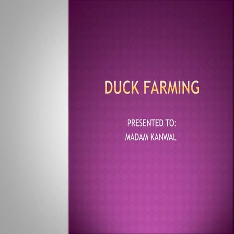 Duck farming | PDF | Birds | Pets