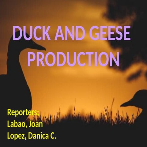 AGRICULTURE_______DUCK&GEESE_PPT(1). PPTX