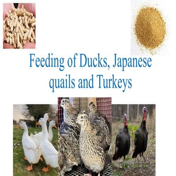 Curated visual reference: Duck Japanese Quail And Turkey Nutrition Photo Inspiration