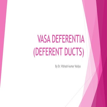 Ductus deference