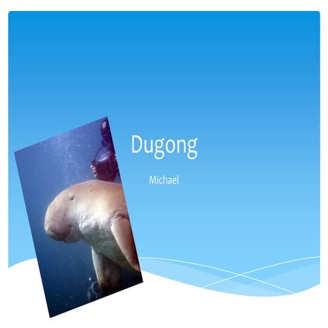Dugong