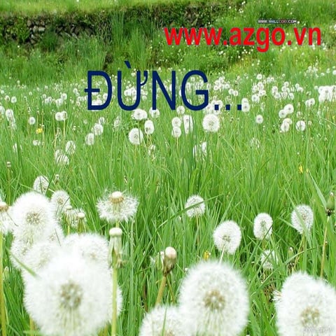 Dung