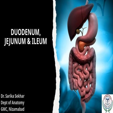 DUODENUM, JEJUNUM & ILEUM.. DUODENUM, JEJUNUM & ILEUM