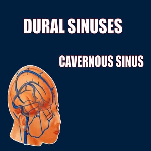 Dural sinuses