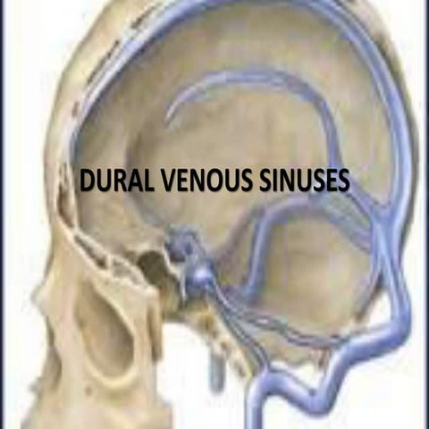 Dural venous sinuses