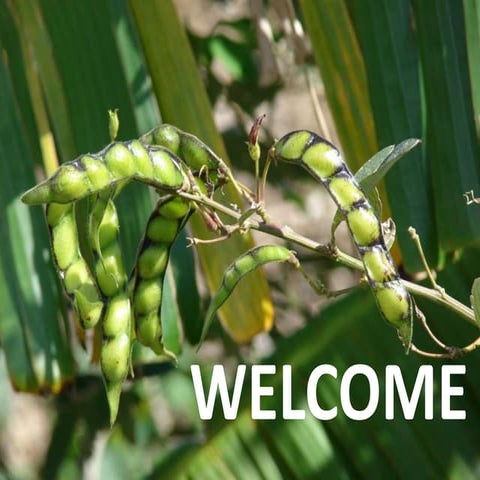 Protection of New Varieties and DUS testing | PPTX