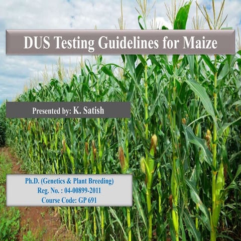 DUS Test Guidelines for Maize