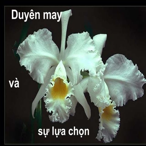 Duyen may va su lua chon
