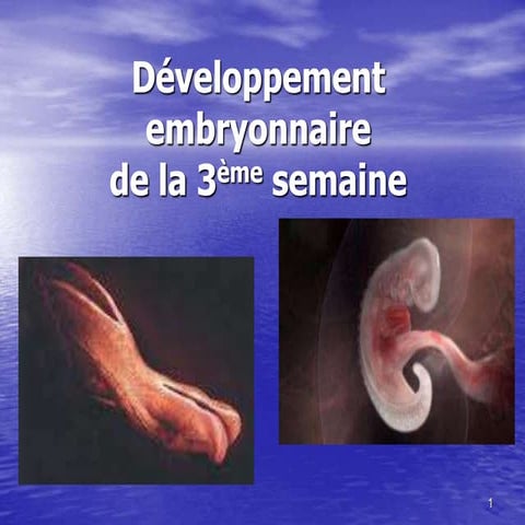 Développement embryonnaire-de-la-3ème-semaine