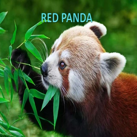 Red panda | PPTX