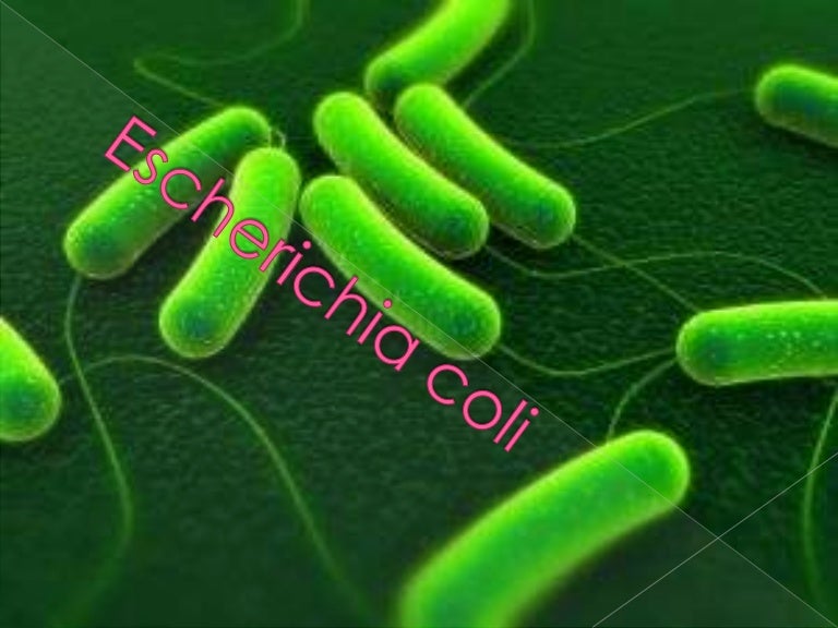 E Coli