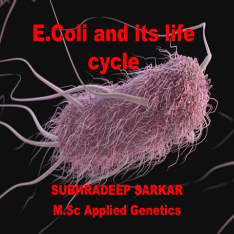 E.coli as model organism and its life cycle.