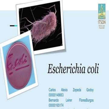 Escherichia coli