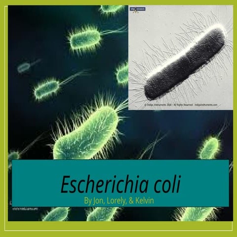Escherichia Coli powerpoint on virulence and characteristics