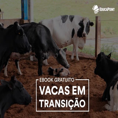 E book gratuito - Vacas em transição