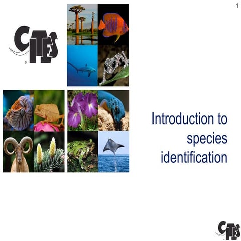 E introduction to identification of CITES  species