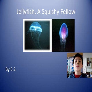 Jellyfish