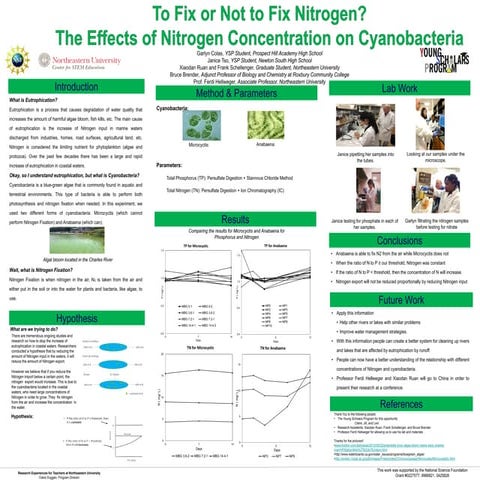 Hellweger - Nitrogen Fixation in Cyanobacteria | PDF
