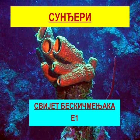 E1 sundjeri | PPT
